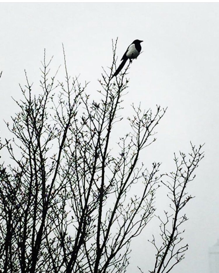 #Dag29 #februarivogelmaand  #fotochallenge van @wilma_meijerink #birds 

Een #birdseyeview