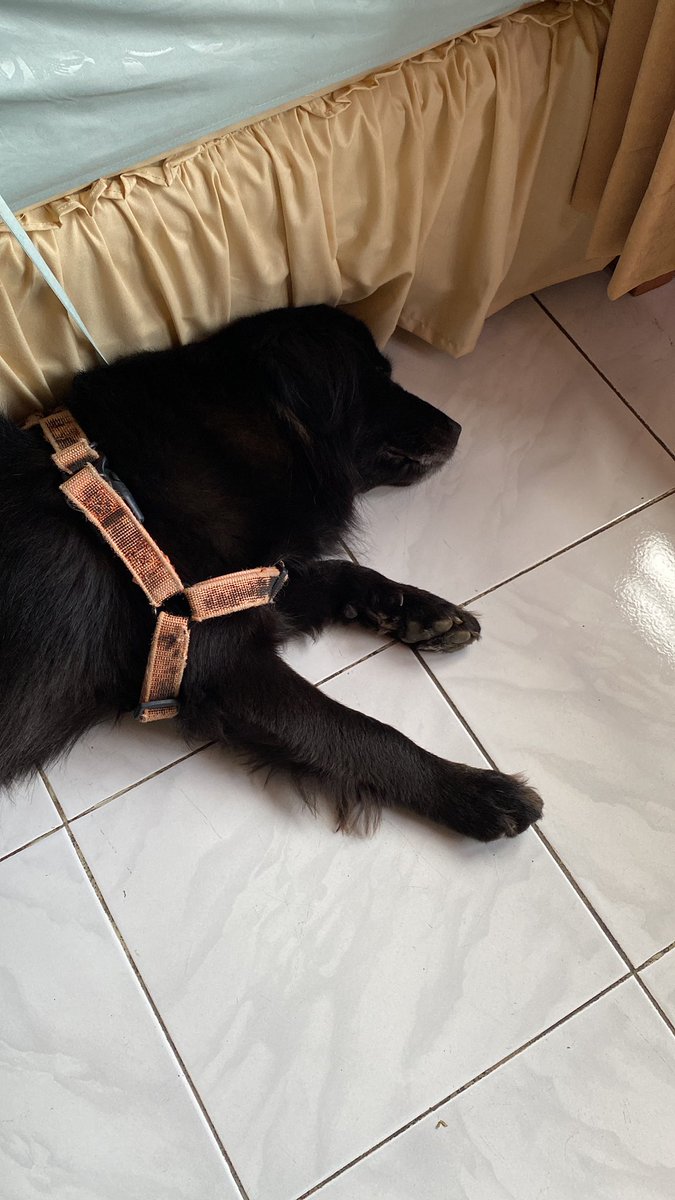 pros/cons of having koro by my side. 
+) such a cutie
-) he.farts.all.the.time. 
-) constant sigh even in his sleep