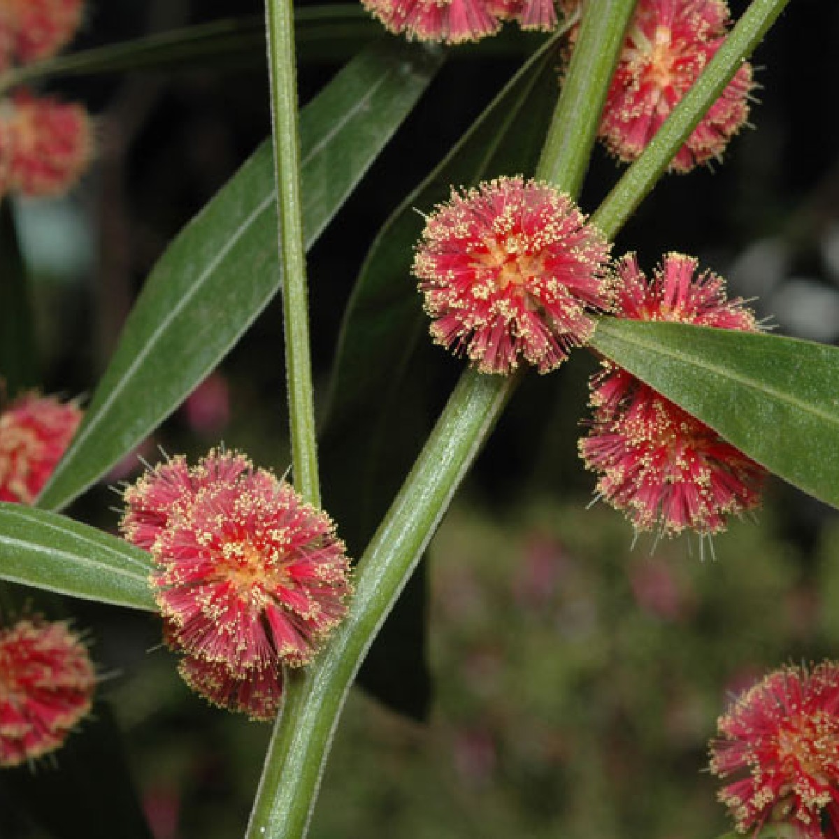 The Gardens Growing Friends autumn plant sale is on this weekend! 🌱 📆Sat 2 Mar 9am - 11:30am 👉Banksia Centre Car Park 💲$6 per pot. Card only. See brnw.ch/21wHqpN for plant list 📸 𝘈𝘤𝘢𝘤𝘪𝘢 𝘭𝘦𝘱𝘳𝘰𝘴𝘢 'Scarlet Blaze' will be on sale. MFagg 2009, APII