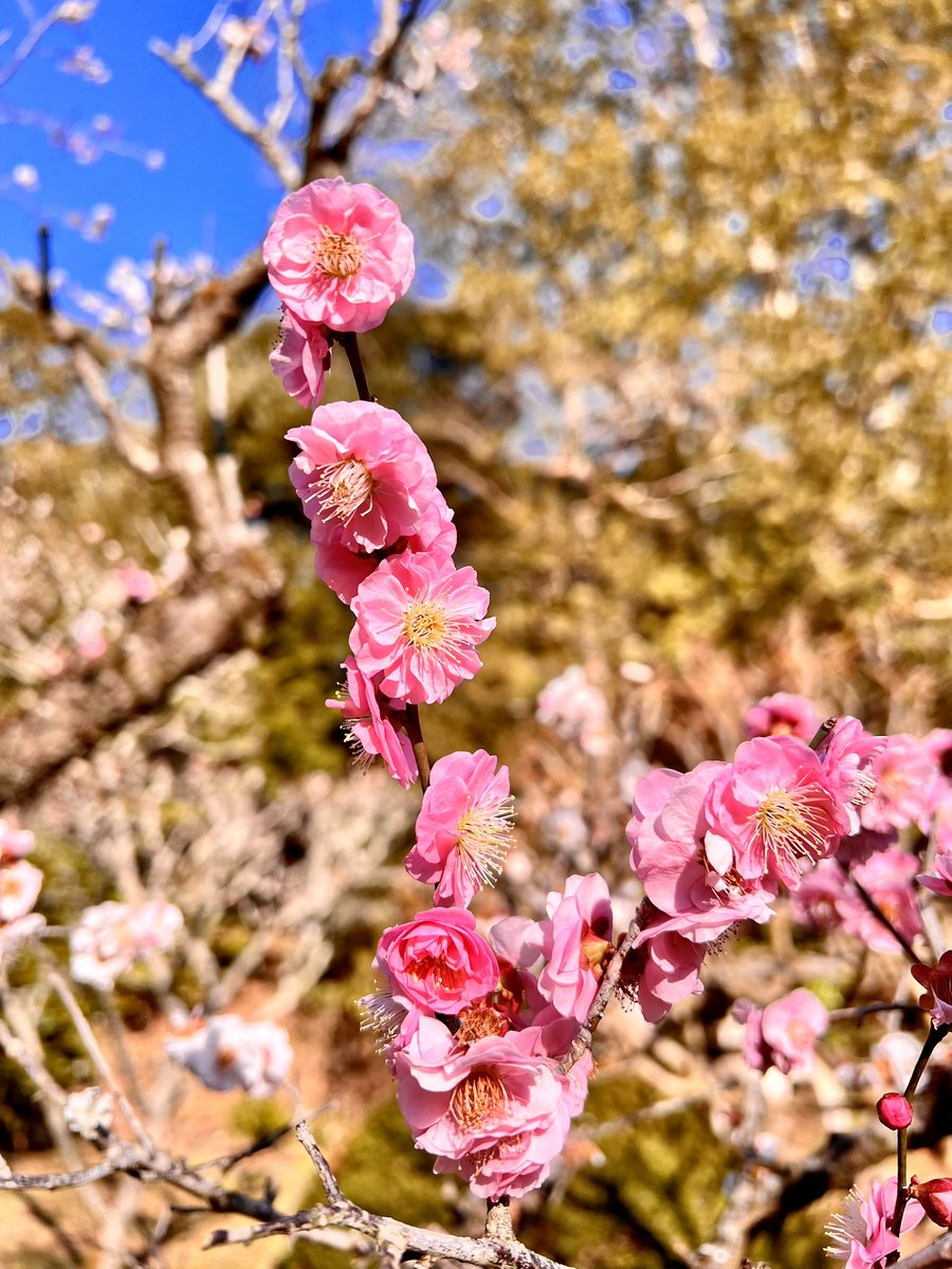 Chocottochun's tweet photo. ／
⋆⸜ɴᴇᴡ⸝⋆
#成田参道　#成田山　#梅まつり　#桜 
#菜の花 
＼

どれも甘い香りするんだなと驚き😲 https://t.co/uEl3PuaGhl