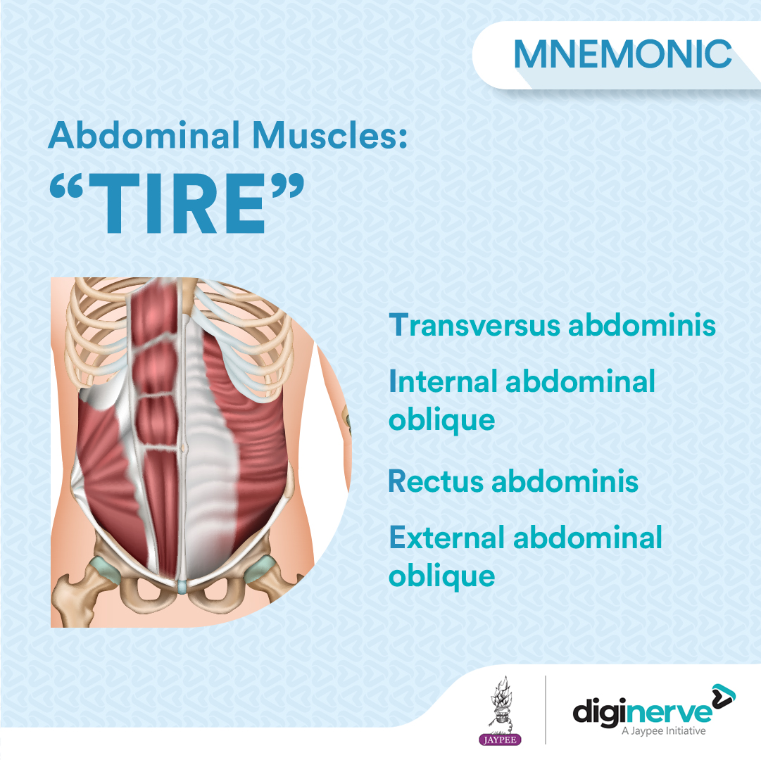 TIRE around the abdomen.

#DigiNerve #MedicalStudents #MedicalStudies #MBBS #Mnemonic #TransversusAbdominis #InternalObliques #RectusAbdominis #ExternalObliques #AbMuscles #CoreMuscles