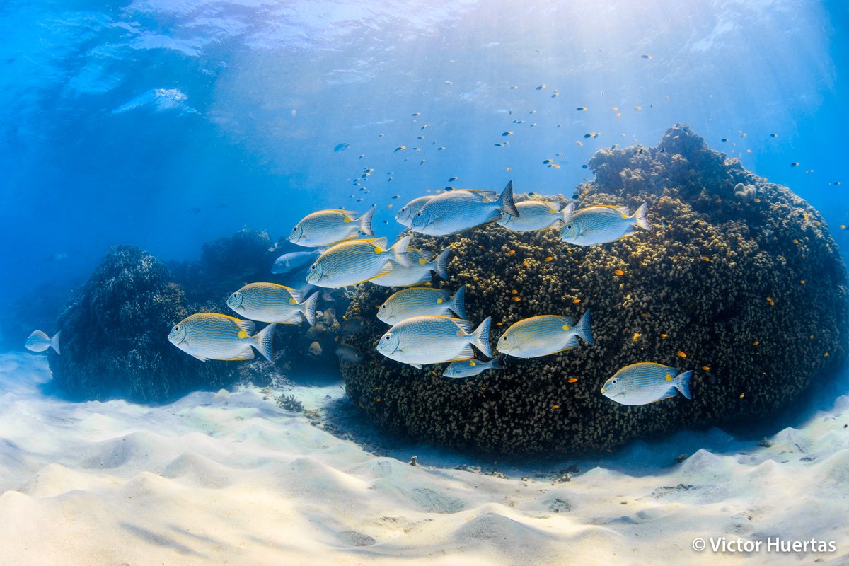 Thrilled to soon be joining @EdithCowanUni as a Vice Chancellor's Research Fellow, focusing on reef fish macroecology 🐠🪸 This position includes a funded #PhD scholarship. Interested? All inquiries welcome. Please check out 👇 and reach out! 🎓 🔗: tinyurl.com/5c987c8t