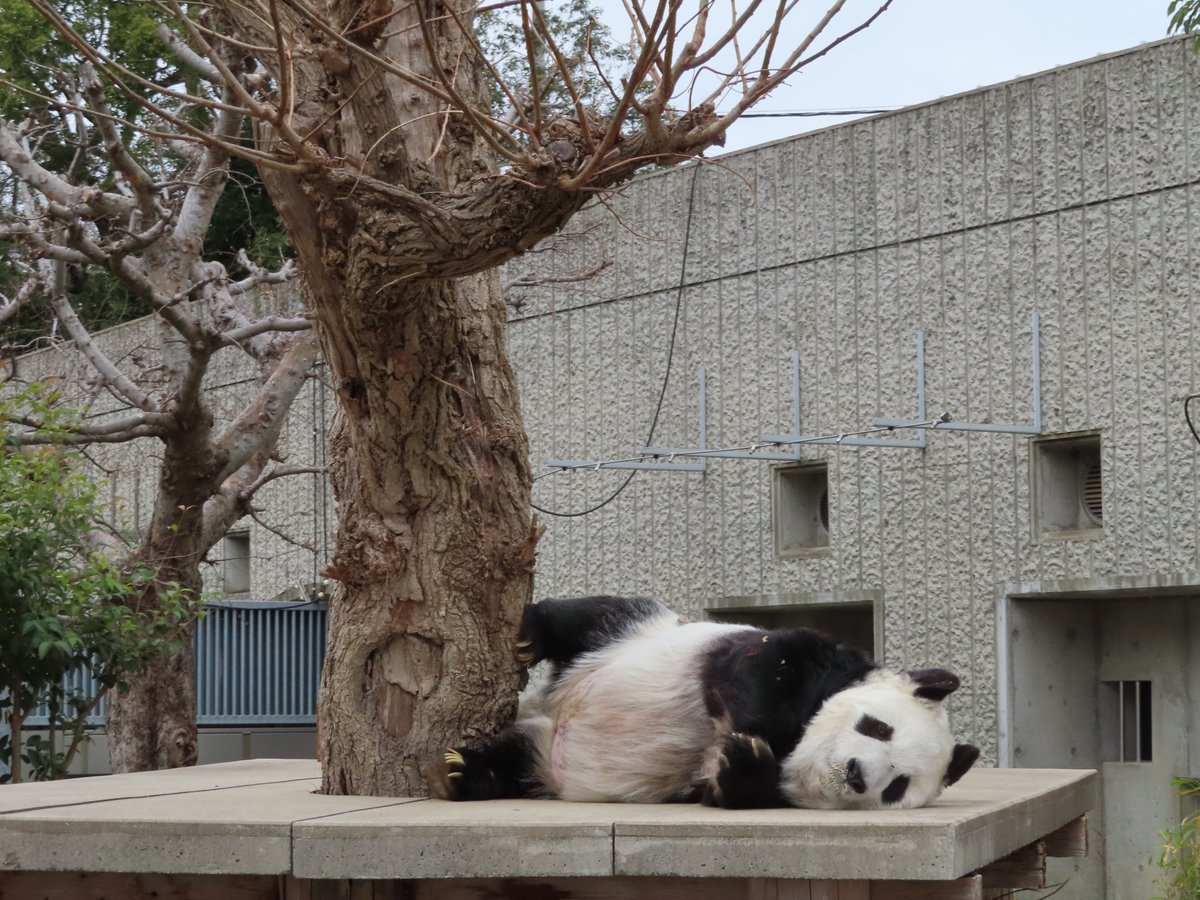 kobeojizoo's tweet photo. ここで休んでここでも休んで
#きょうのタンタン   #王子動物園 #ジャイアントパンダ https://t.co/sDUqVOIa09