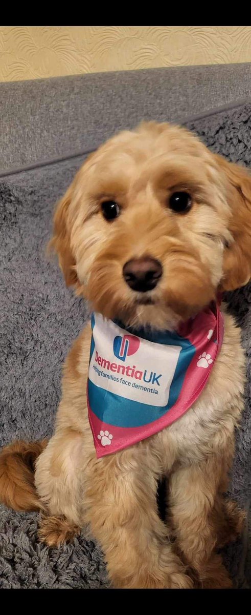 This is Scamp a spaniel cross 8 month old puppy. He is about to do his bit in March by walking 60 miles with his owner