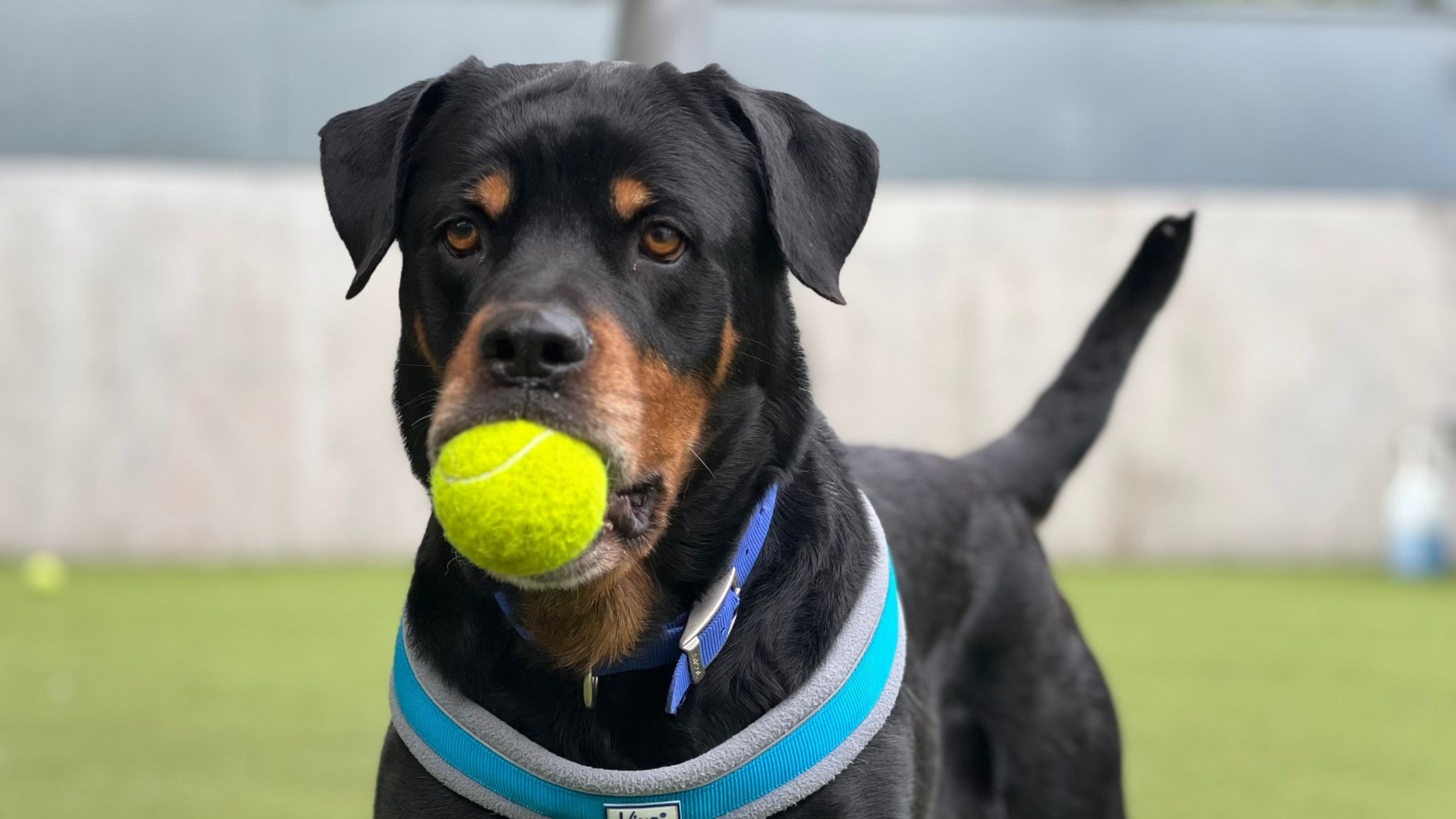 Lost animal cheap shelter near me