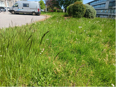 Gearing up Grampian to get its buzz on! No Mow May will be back and bigger than ever this year! We’re leaving selected areas on our sites to grow wild in May to help pollinator species.