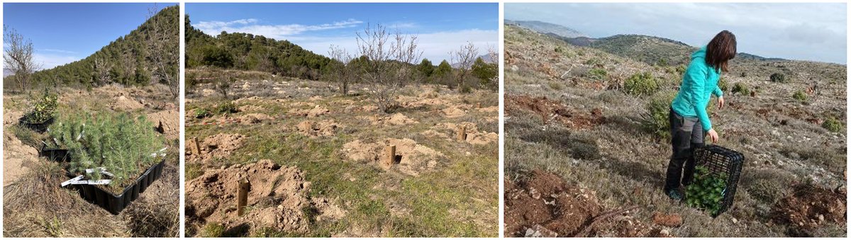 🔥🛡️ #LIFE #ADAPTALEPPO enfrenta el desafío de los incendios forestales con gestión avanzada. ¡Protegiendo nuestros montes! 
#adaptación #CambioClimatico 🌏🌄

adaptaleppo.eu

<a href="/ETSEAFIV_UdL/">ETSEAFIV_UdL</a> <a href="/UPV/">Universitat Politècnica de València</a> <a href="/EtsiamAb/">ETSIAMB ALBACETE</a> <a href="/MurciaForestal/">MURCIA FORESTAL</a> <a href="/agrestascoop/">AGRESTA S. Coop.</a> <a href="/IEntornoNatural/">I.Entorno Natural</a>