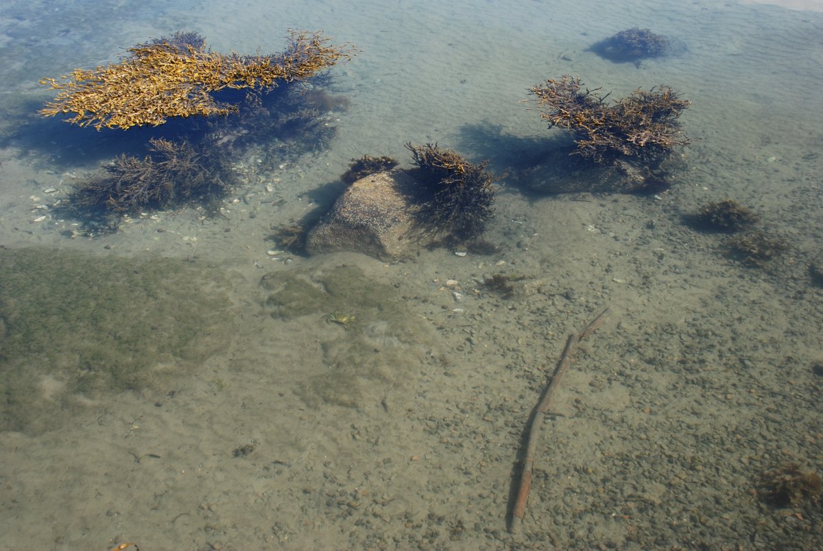Statsforvaltaren set i gong supplerande naturvern på Rommetveit og Huglo stord.kommune.no/supplerande-na…