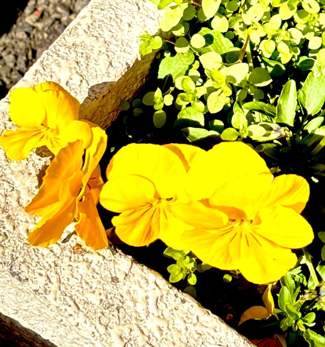 #花 #flower #街角 #streetcorner 
#花壇 #flowerbed 🌼*･𓂃❁⃘𓈒❁*.ﾟ