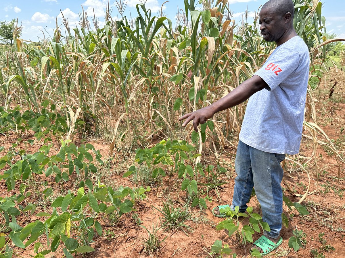 Sieg_SAS's tweet photo. Opening the road: farmers showing the way crop-livestock integration #savesoils chicken manure and milk production in a drought DTmaize pigeonpea mucuna #AIDI delivery with a difference #farmeragency @cimmyt ⁦@ILRI⁩. Keep going #Zambia farmers! https://t.co/hdN4RDlYU6