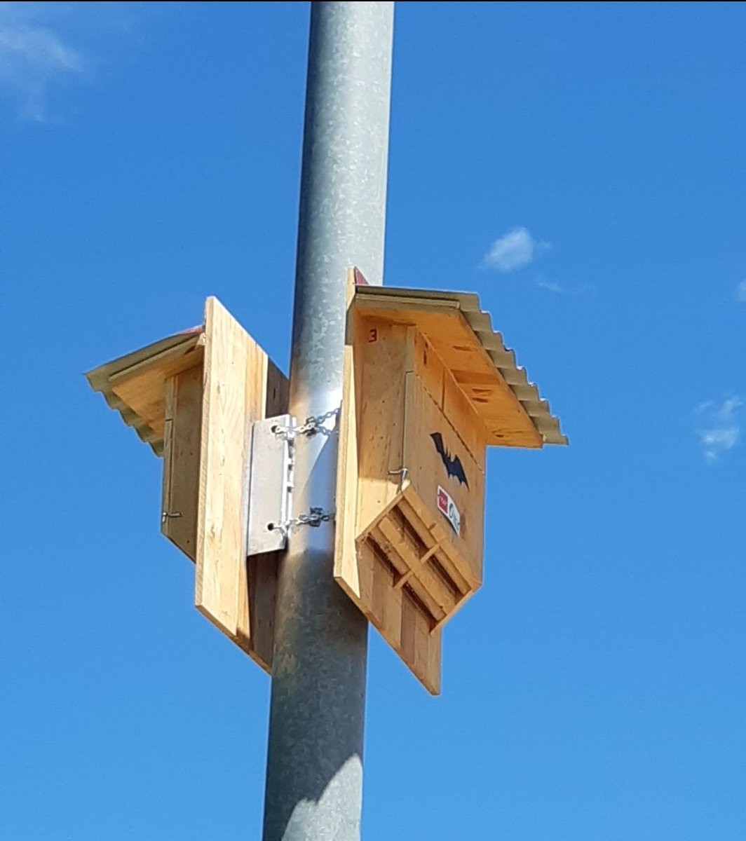 Hemos puesto cientos de cajas nido en malla urbana. Lo hacemos para ayudar a nidificación de aves como el gorrión común, el molinero, el herrerillo, el carbonero o el autillo. También murcielagueras.
➡️Consumen miles de insectos diarios
➡️Las aves son el mejor insecticida natural