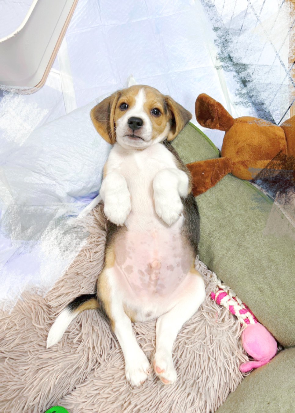 ☆びーぐる犬☆ さま専用 ☆びーぐる犬☆ さま専用