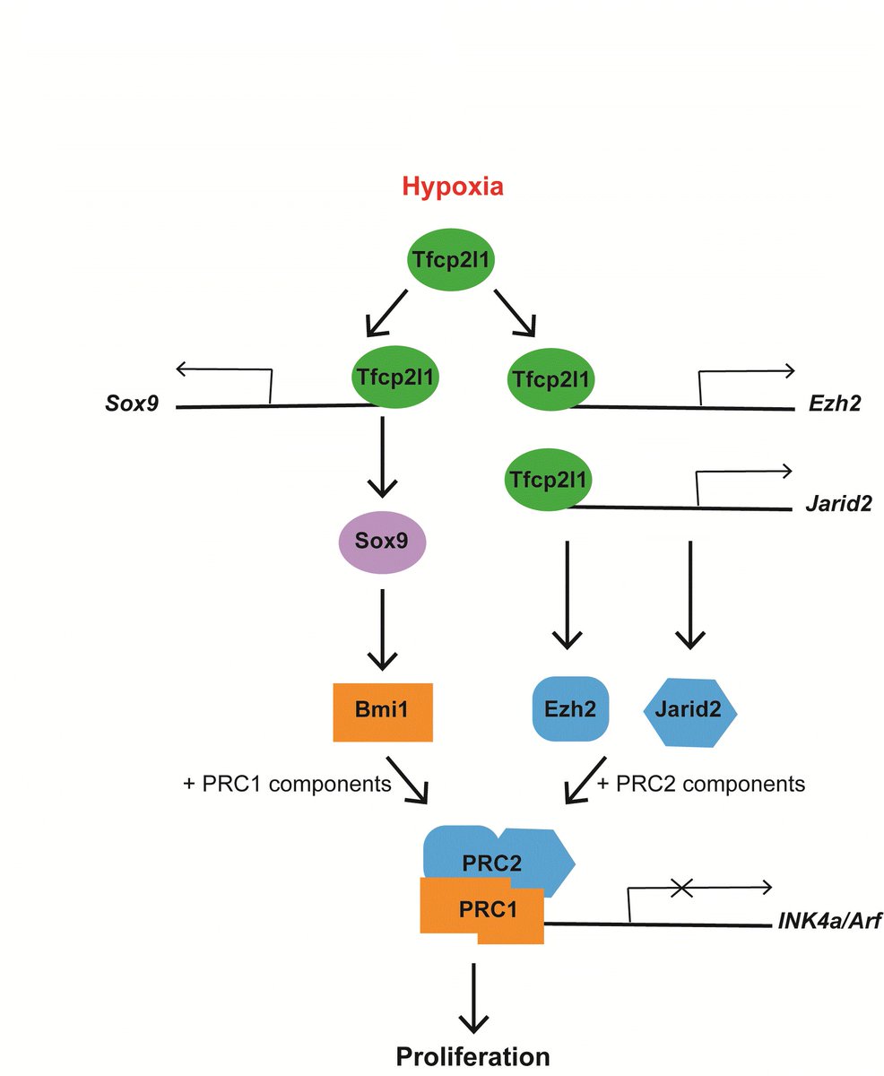 Finally out our latest article. Available online here doi.org/10.1038/s41419… 
Hypoxia-induced immortalization of primary cells depends on Tfcp2L1 expression. D. Otero-Albiol, et al 
Cell Death &amp; Disease 15: 177 (2024)