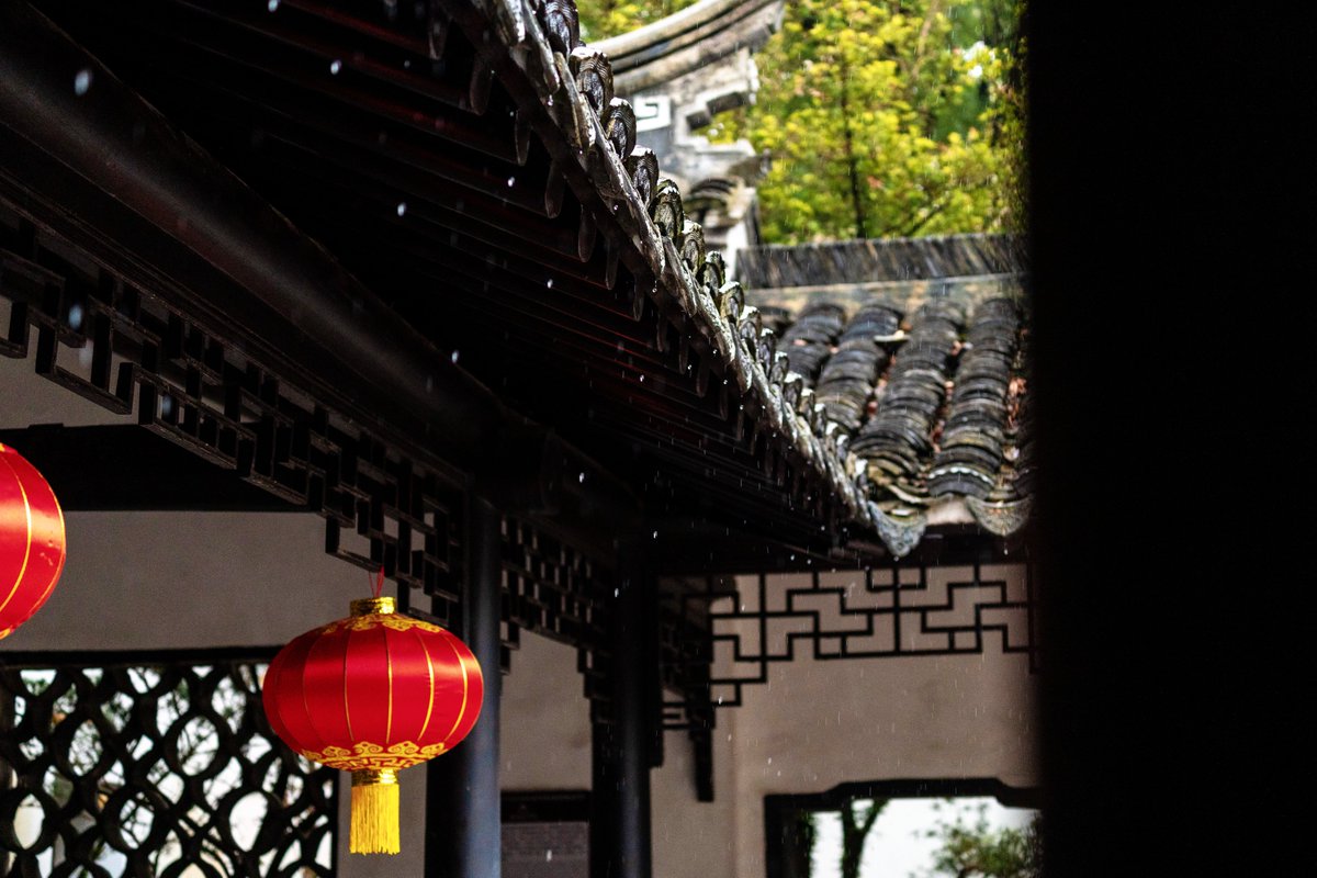 VisitSongjiang's tweet image. In Zuibaichi Park, the gentle rhythm of #springrain breathes new life into every corner. Each droplet kisses the vibrant blooms and lush #greenery, infusing the air with the fresh scent of renewal. #spring #red #lanterns #ChineseGarden #Songjiang #Shanghai