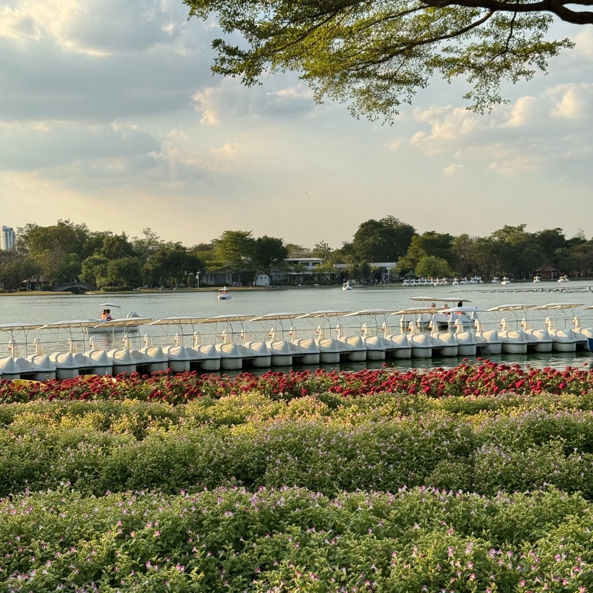 ถ้าเดทแรกยังเชียร์สวนหลวง ร.9 อยู่นะเป็นสวนที่ mood โคตรดีมาตอนเย็นช่วง sunset คือสวยมาก ไปปั่นเป็ด ดูดอกไม้ แฮปปี้มากจริง ชอบใครให้พาไปไม่ผิดหวัง 💘🦆🌲