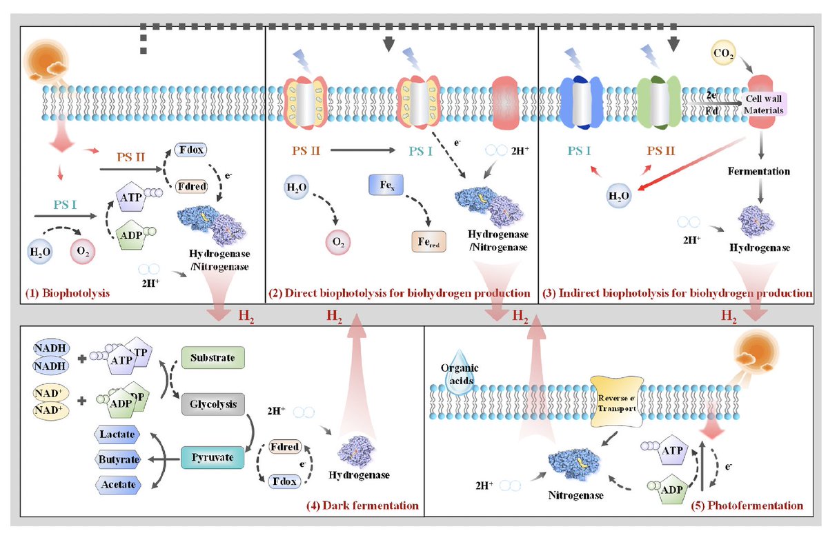 Our latest <a href="/MaREIcentre/">MaREI</a> <a href="/eriucc/">Sustainability Institute</a> collaborative work  examines three routes to renewable hydrogen:
Electrolysis of water
Two step thermochemical cycle
Hydrogen from Biomass

Funding from @scienceirel 

Read here: doi.org/10.1016/j.heli…