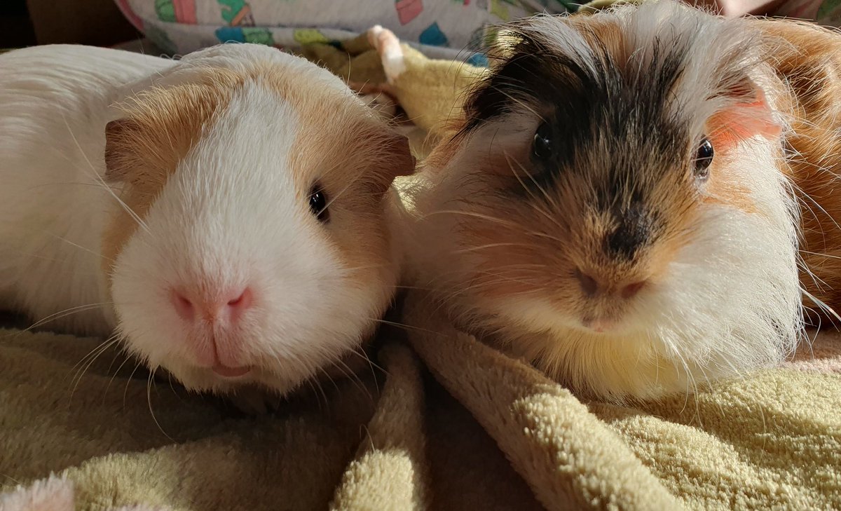 Choco, Button and Penny tweet media