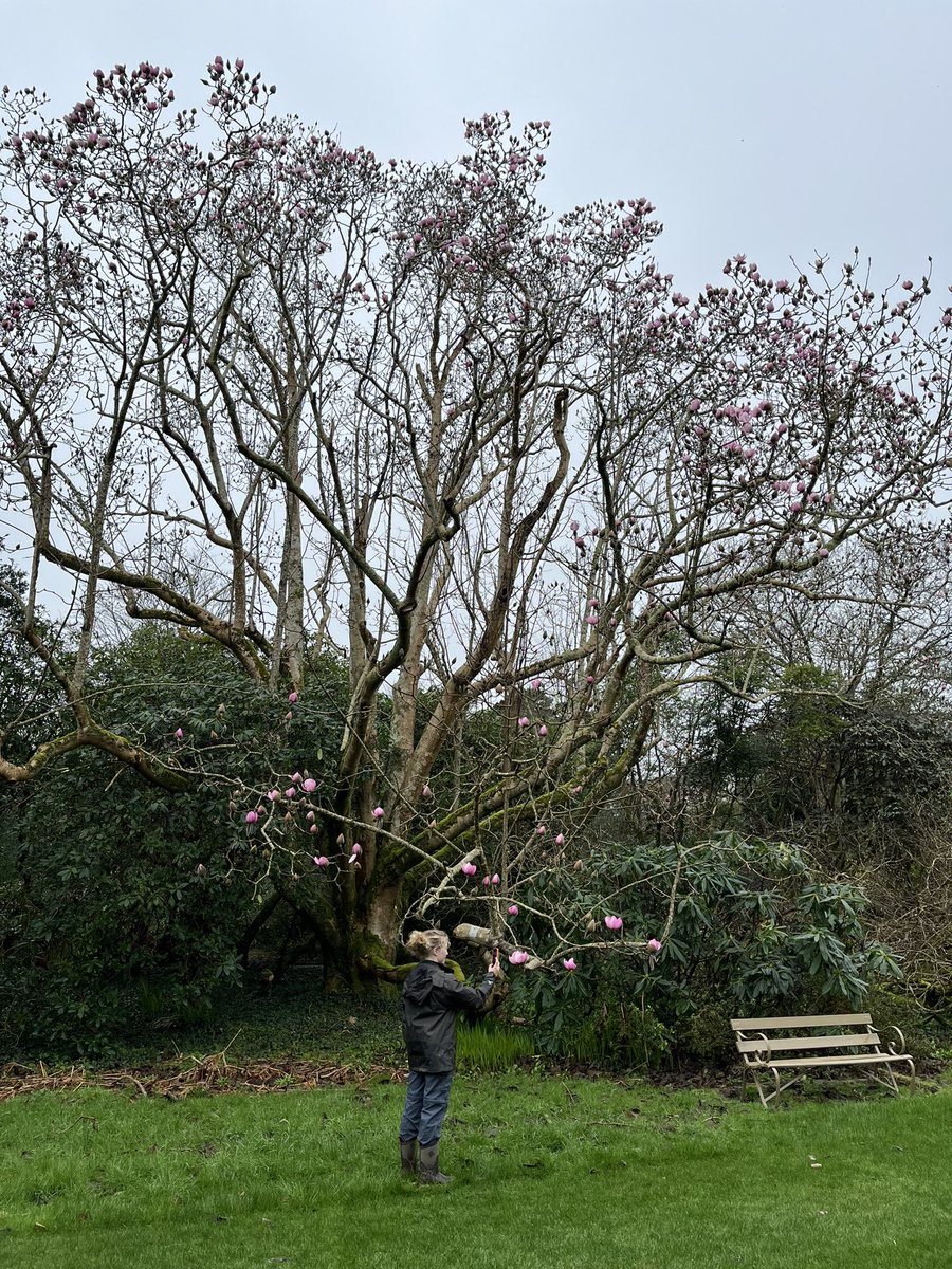 Morning, with me on #mycommute is perfect timing! Our “Champion” Magnolia campbellii subsp.mollicomata, on the south lawn vista, is opening its flowers on the day we open for our season ticket holders and ready for our reopening on Friday! @rcm_group @CwllGardenSoc