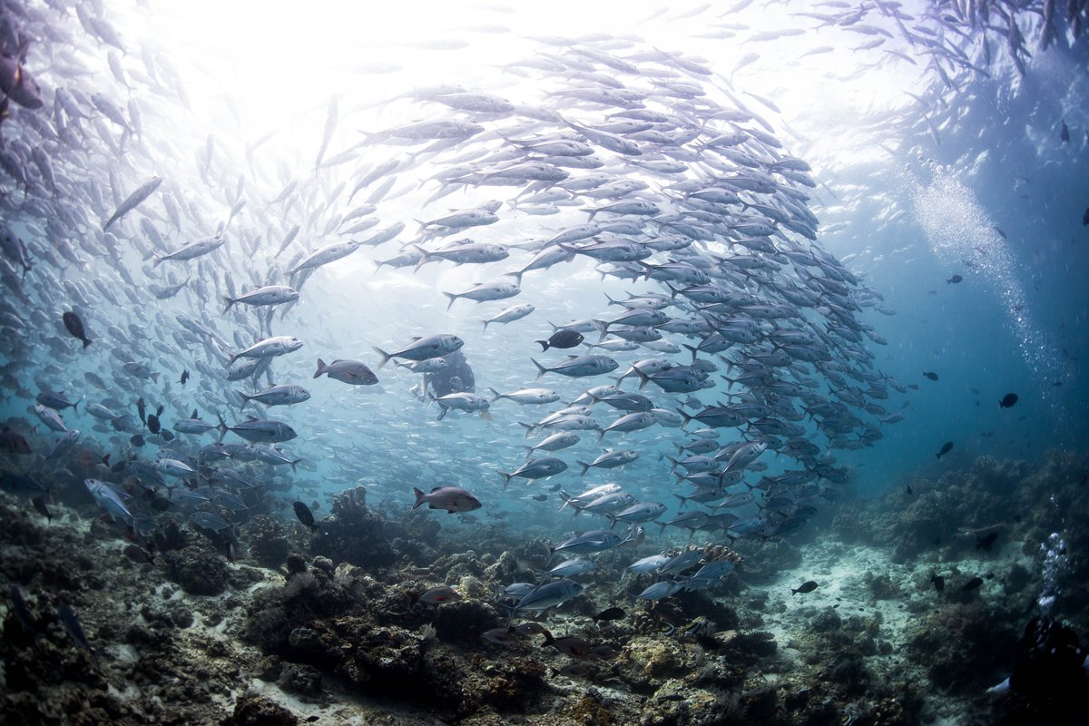 Our paper brilliantly led by <a href="/DavidGillMarine/">David Gill</a> out now in <a href="/PNASNews/">PNASNews</a>. In this paper (using an amazing dataset) we look at strick MPAs vs. multi-use MPAs. We show that strict protection on average had higher impacts but multi-use also has an importatn role pnas.org/doi/10.1073/pn…