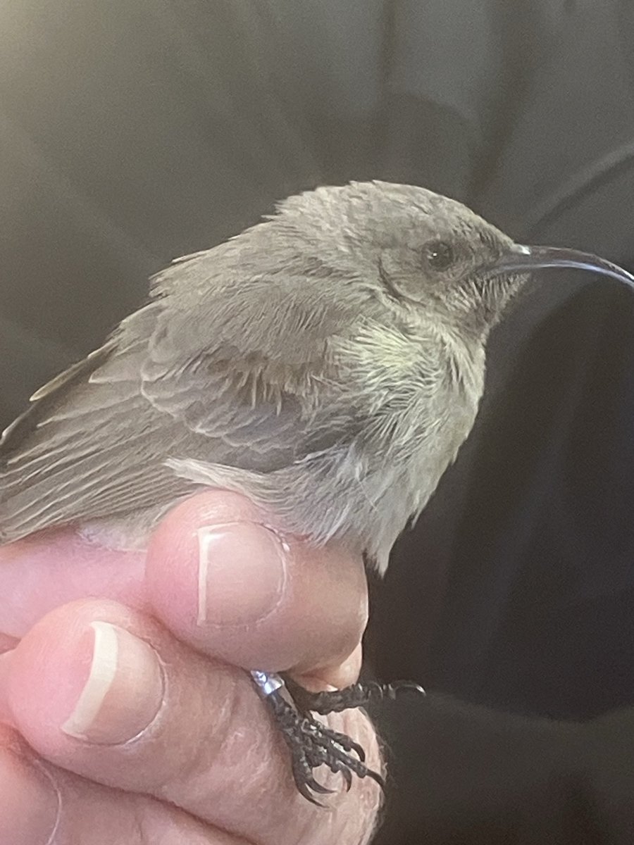 A beautiful Palestine Sunbird being ringed at the JBO in Jerusalem