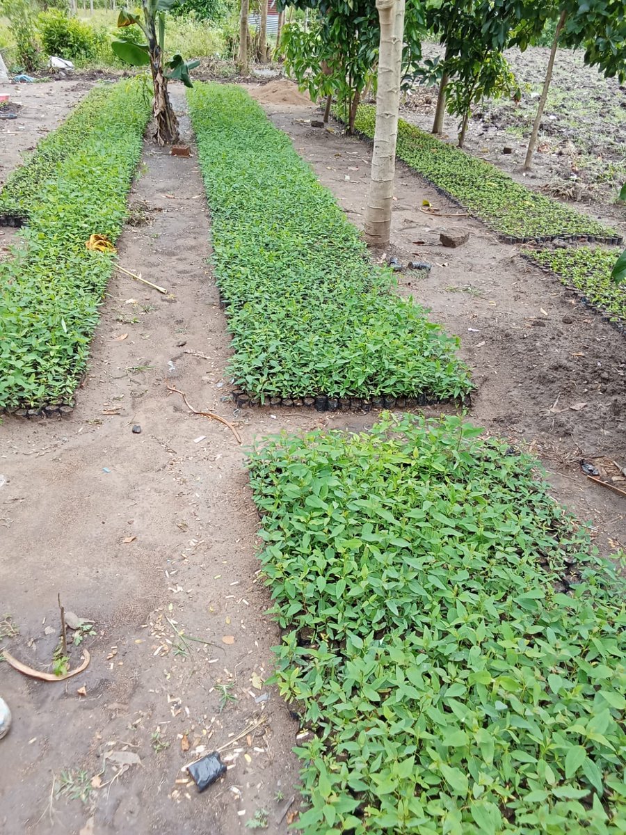 Karambira Development Group from Seme, Kisumu County at their Income Generating Activity (IGA). The group has gone through training & then funded under the FOSEMA project.
The group of 15 women and 14 men, is running a tree nursery in Kaokoth Village, Lower Kombewa #treenursery
