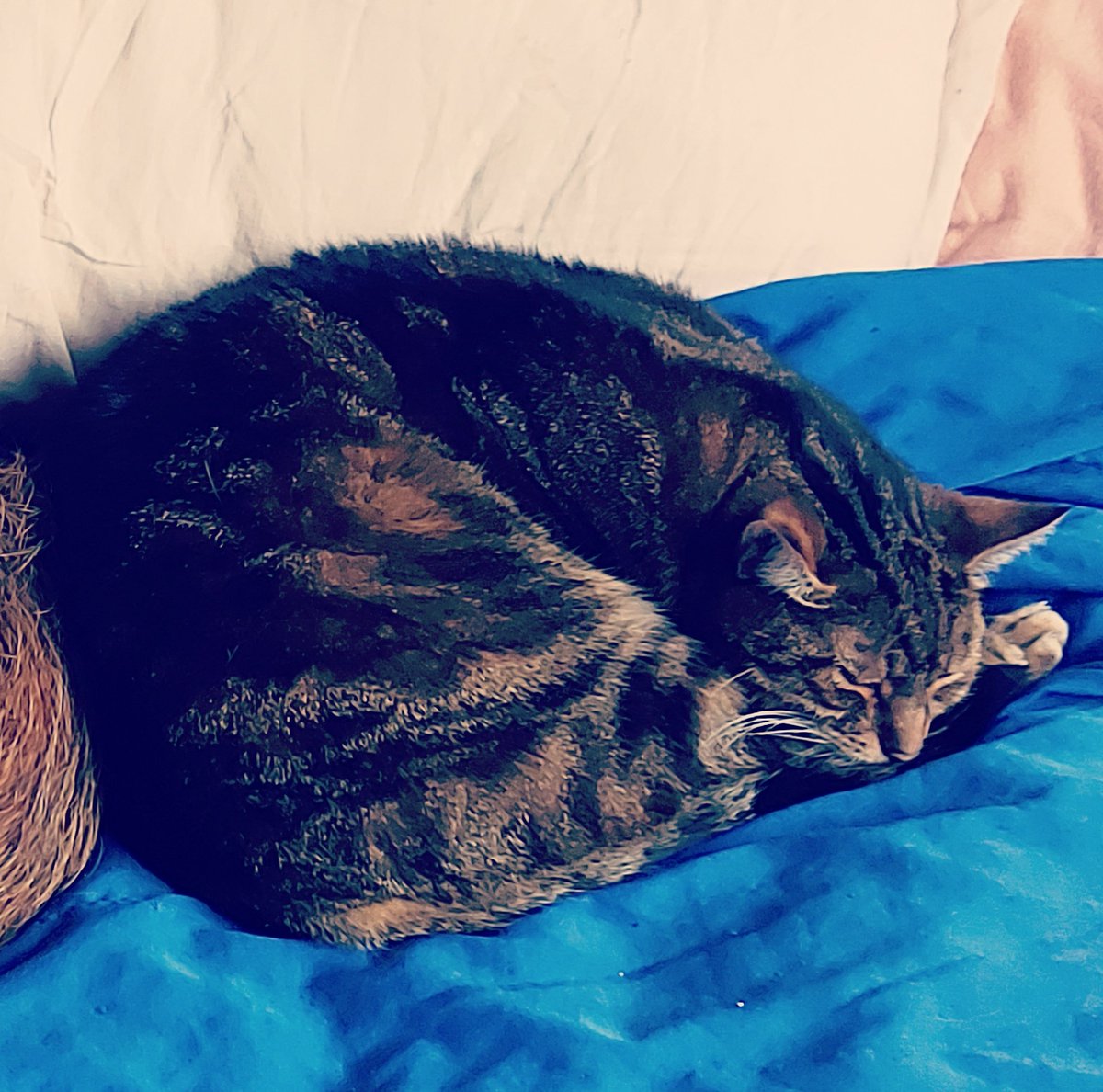 SebJ62's tweet image. Après 16 années passées à nos côtés, tu es partis ce matin au paradis des animaux. 😔😪💔