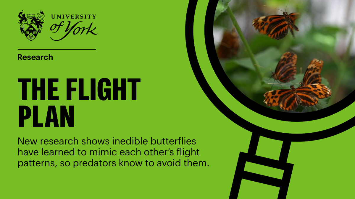 'Sharing flight behaviour across multiple species seems to reinforce this ‘don’t eat me’ message.” 🦋 Fascinating research from @biologyatyork offers new insights into the self-preserving techniques used by inedible butterflies: bit.ly/3wvpiit #YorkResearch