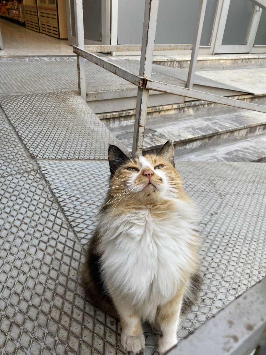 Kedileri seviyorum tweet media