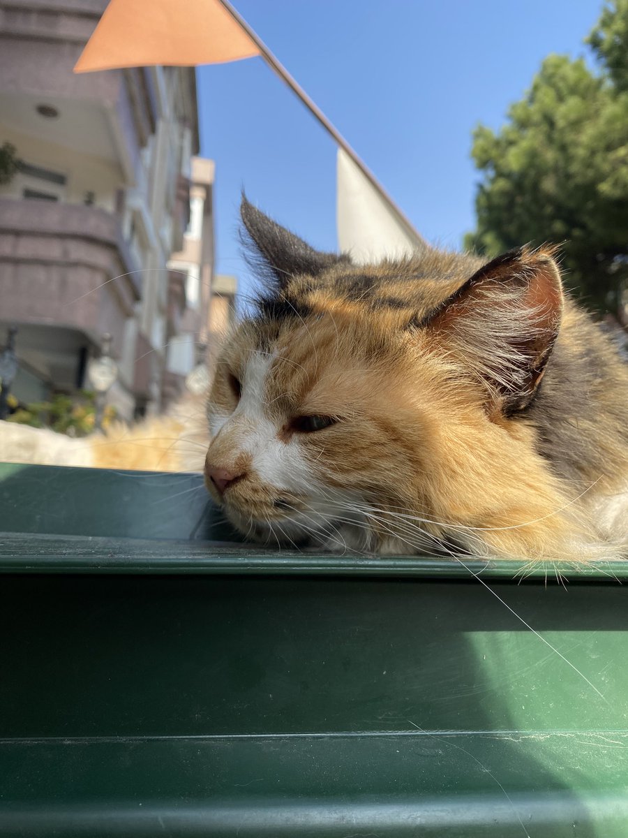 Kedileri seviyorum tweet media