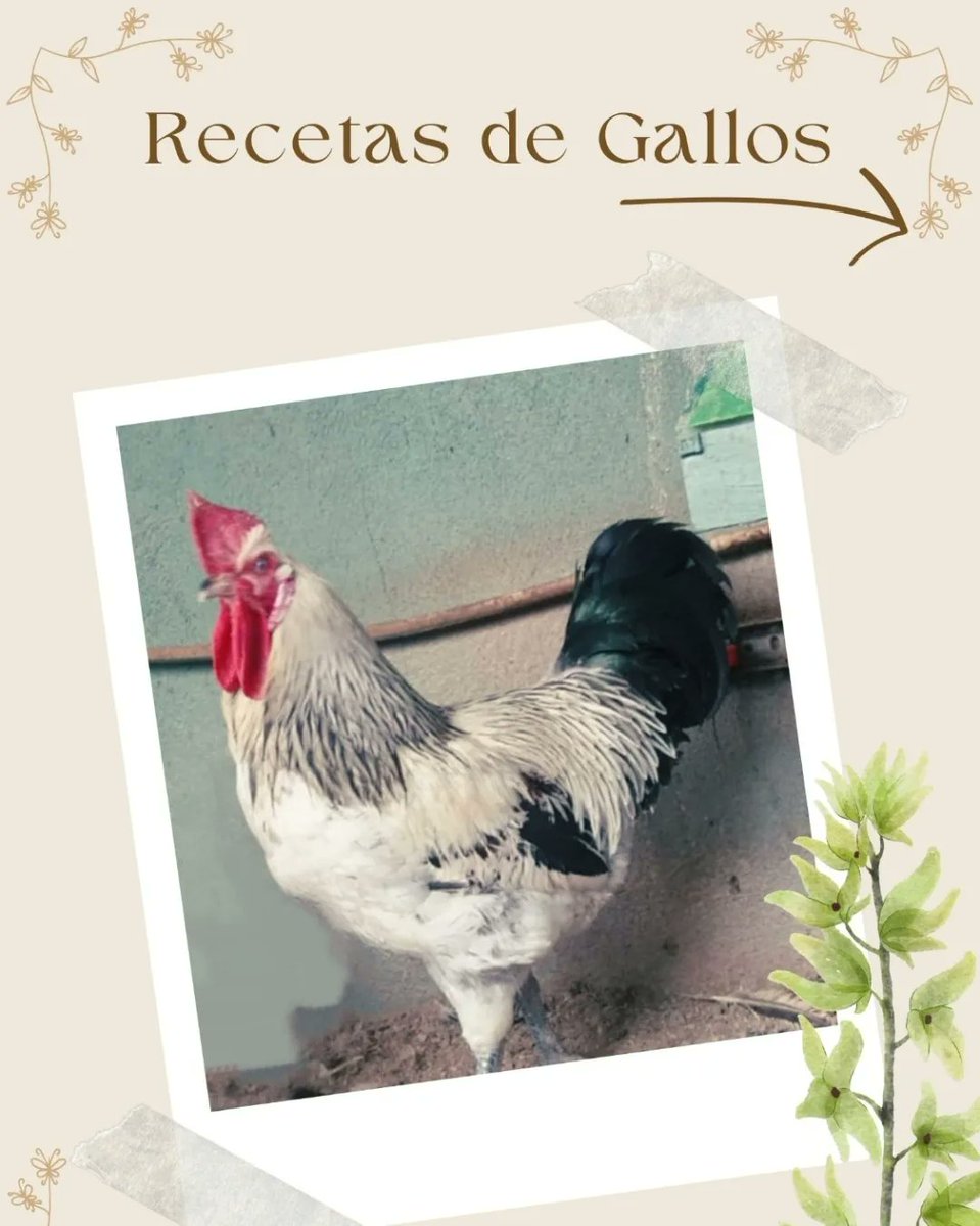IsonorteE's tweet photo. Pregunta por nuestros gallos canarios🐓

☎ 922 43 06 79 https://t.co/I5qjMAKudz