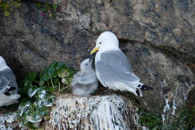 There are 5 tickets left for #WildEye’s Wildlife Watching event this Sunday🐬 Led by @SeaWatchersUK's Stuart we'll be spotting & recording birds, whales, dolphins & porpoise 🐳 Also hoping to see the 1st kittiwakes returning to breed here in Scarborough!👇 eventbrite.co.uk/e/wildlife-wat…