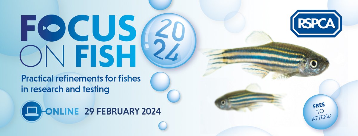 We are so excited for today's Focus on Fish! We've had a record number of registrations this year and we'll be sharing knowledge and approaches to refining fish care and use in research. You can still join us online at 11:00 here: 🐟 focusonfish.co.uk #focusonfish2024