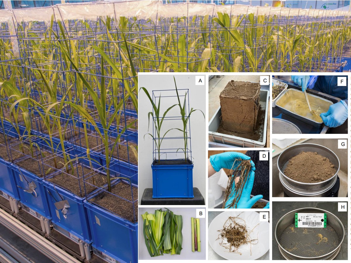 📣CONGRATS Franziska Steiner @tumsoil for her FIRST first author paper in @NewPhyt! Extremely #ProudSupervisor🤩. Rhizosheath drought response is variety-specific and key for plant adaptation #Rhizosphere💧🌿🌽@BonaRes4u @rhizotraits @SBL_WUR @TUBerlin ➡️nph.onlinelibrary.wiley.com/doi/full/10.11…