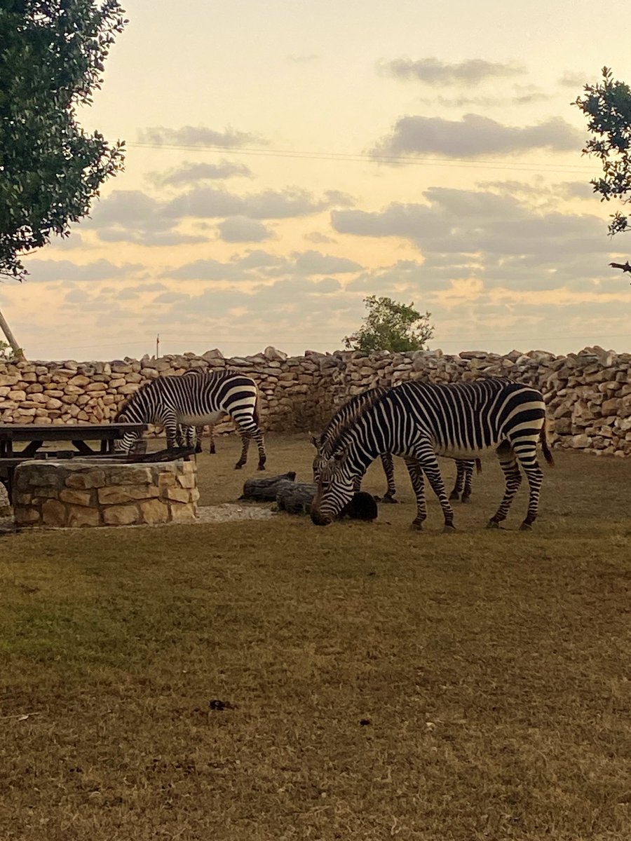 AsiaAlsgaard's tweet photo. After seeing the “Origins of Early Southern Sapiens Behaviour Exhibition” at #DeHoopCollection, visiting the Klipdrift complex in preparation for #archaeology excavations next year, and seeing zebra, bontebok, and eland, this week has me quite excited for next year! https://t.co/jZu0y0BLLo