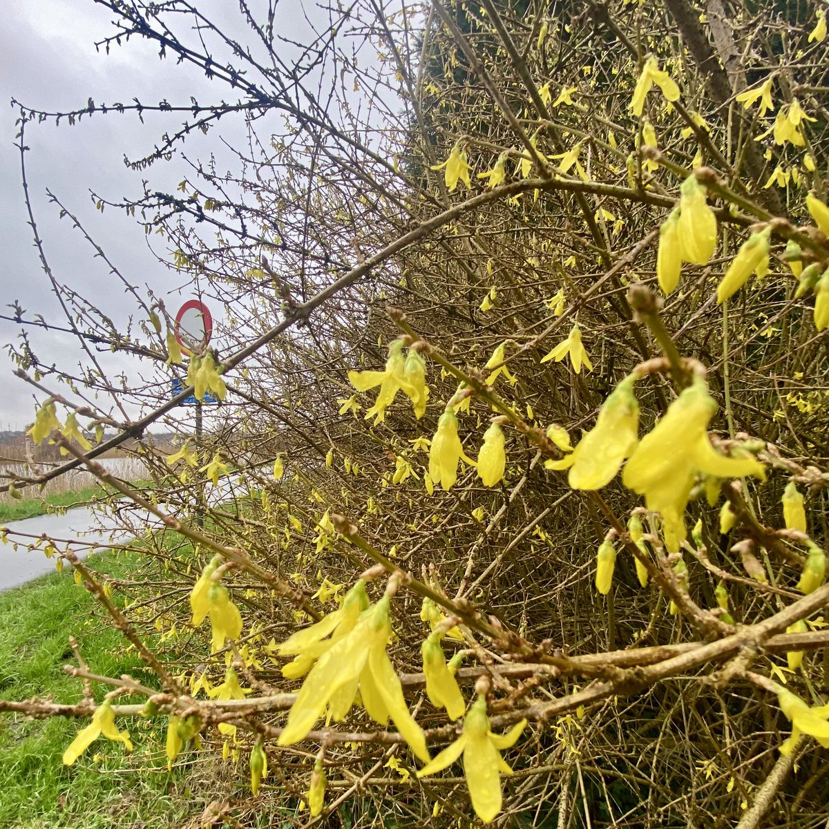 #vrtweer @Weerbord @MeteovistaBe @HetweerinBelgie @NoodweerBenelux @HendrikRemue Melle, 29/02, 09.31, ☔️,