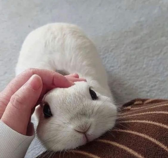 Bunnies tweet media