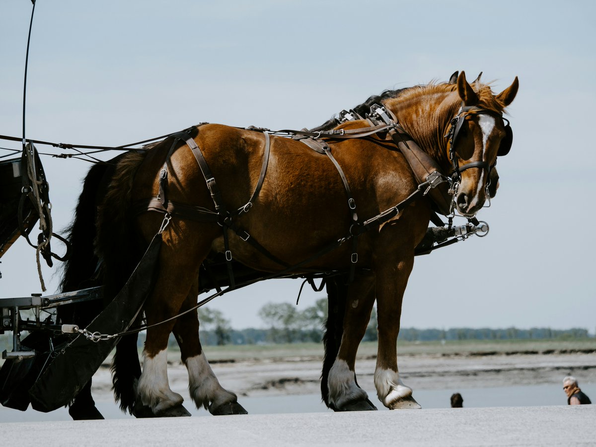 This week’s pet breed is the Shire Horse – a staple method of transport and agricultural support up until the last half of the twentieth century. 

There has since been a resurgence in popularity both as a working animal and riding horse.

#ShireHorse #WorkingHorse #RidingHorse