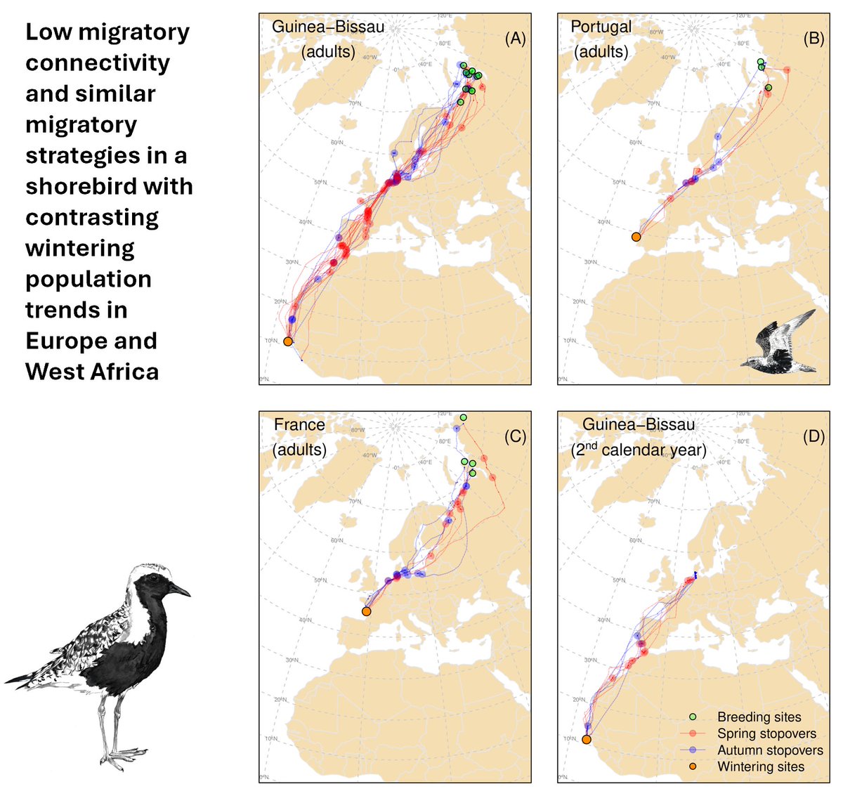 Our research on migratory connectivity and strategies of Grey Plovers is now published! Amazing journeys! GP follow a 'skipping' strategy and we identified 66! different stopover sites along West African, European and Russian coasts. #migration #tracking nature.com/articles/s4159…