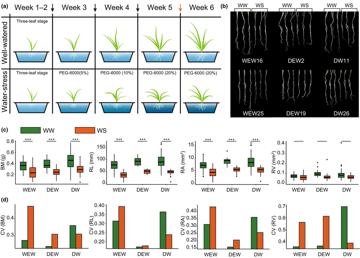 This might be an interesting read for some of you!

Combined GWAS and eGWAS reveals the #genetic basis underlying #drought tolerance in #emmer #wheat (Triticum turgidum L.)
👇🌾👇
nph.onlinelibrary.wiley.com/doi/10.1111/np…
