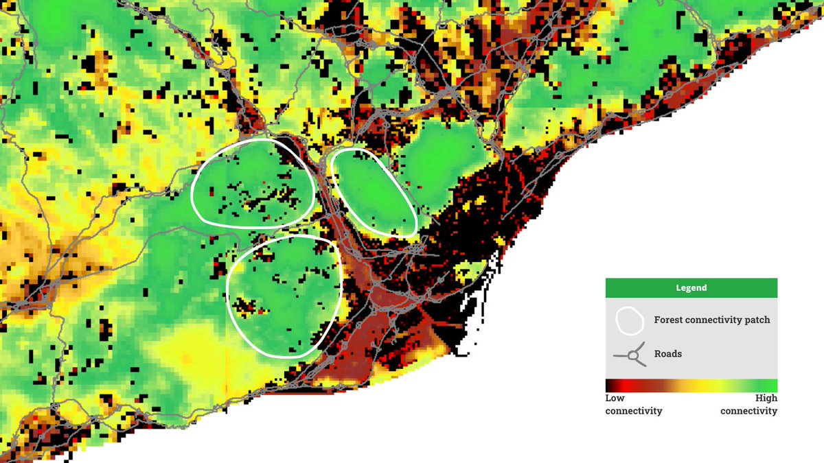 Habitat connectivity describes how the landscape facilitates or prevents the movement of species among habitats, consequently affecting the dynamics and structure of the community. 🐸

👉This is an example of a connectivity map in #Barcelona created using <a href="/MiraMon_GIS/">MiraMon</a>.