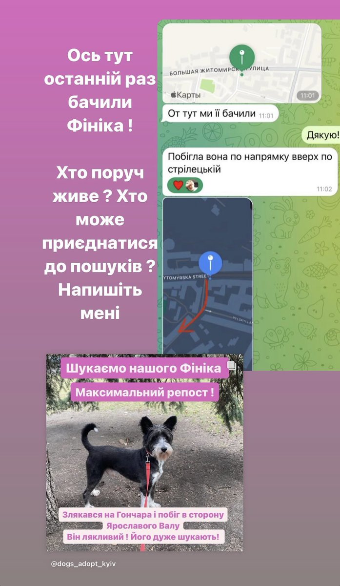 Київ! 
Дуже шукають собачку, Фінік тільки поїхав в нову родину, злякався тривоги під час прогулянки і виплутався з нашийника