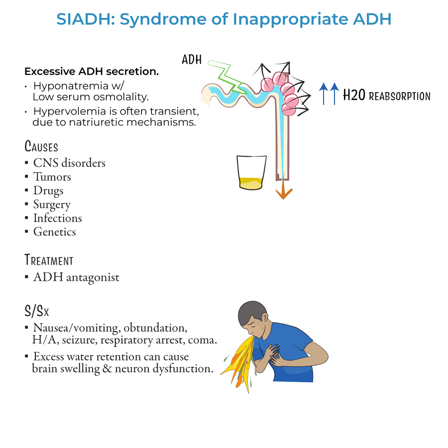 🎯SIADH is characterized by excessive release of ADH from the posterior pituitary gland or another source.
⚠️The increase in fluid retention often results in dilutional hyponatremia in which plasma sodium levels are lowered.
📸credits: ditki
#MedEd #MedX #MedTwitter #ICUpearls