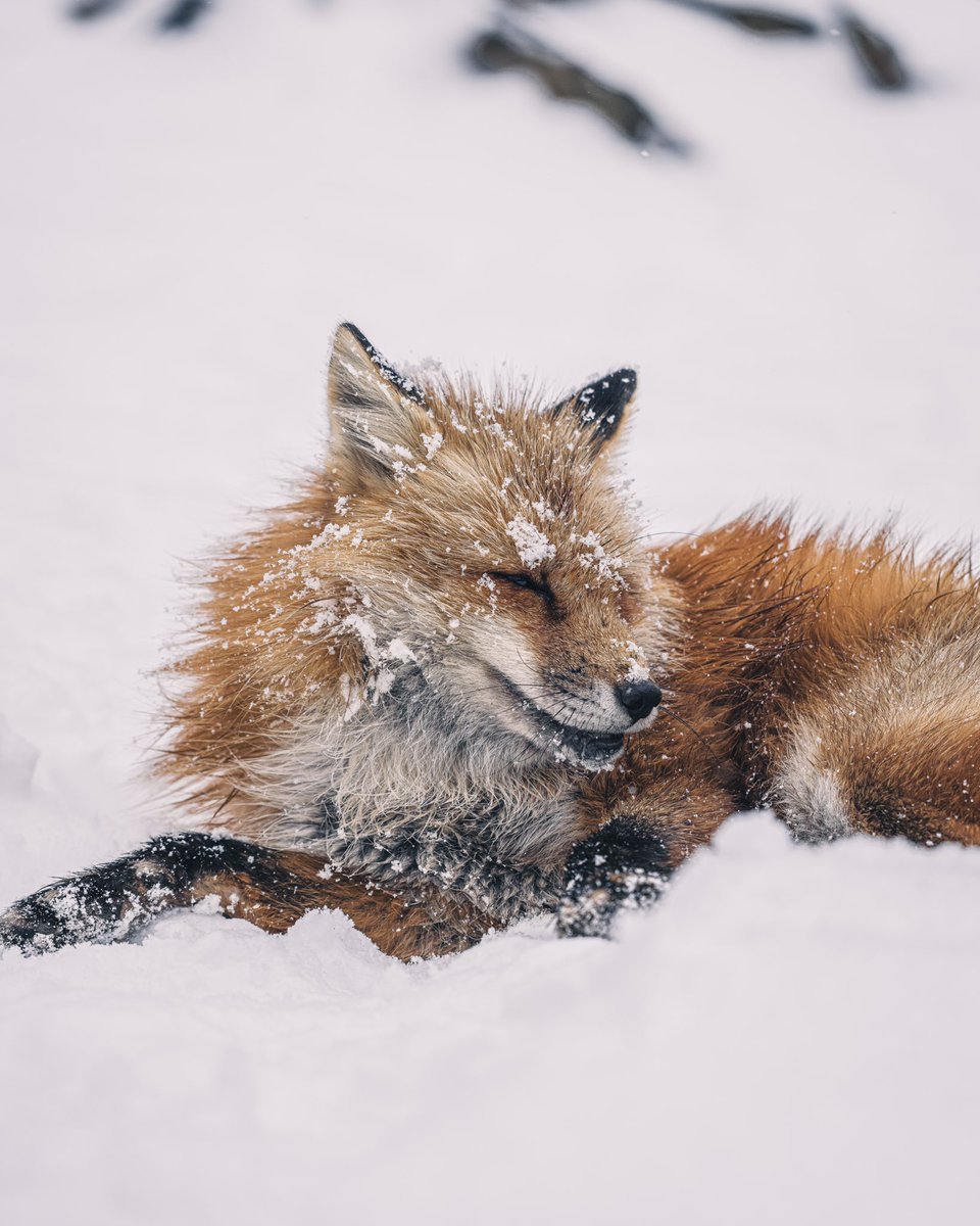 久しぶりの投稿〜
蔵王のキツネさん達🦊
