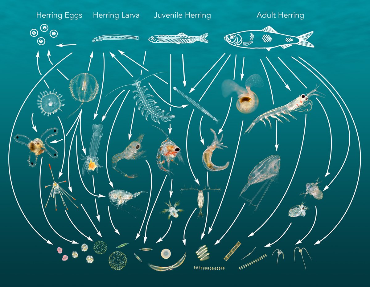 Every species in this food web has a thermal niche and therefore we should include temperature changes in fishery management. Read my article in this week's Fishing News: fishingnews.co.uk/features/fishe…