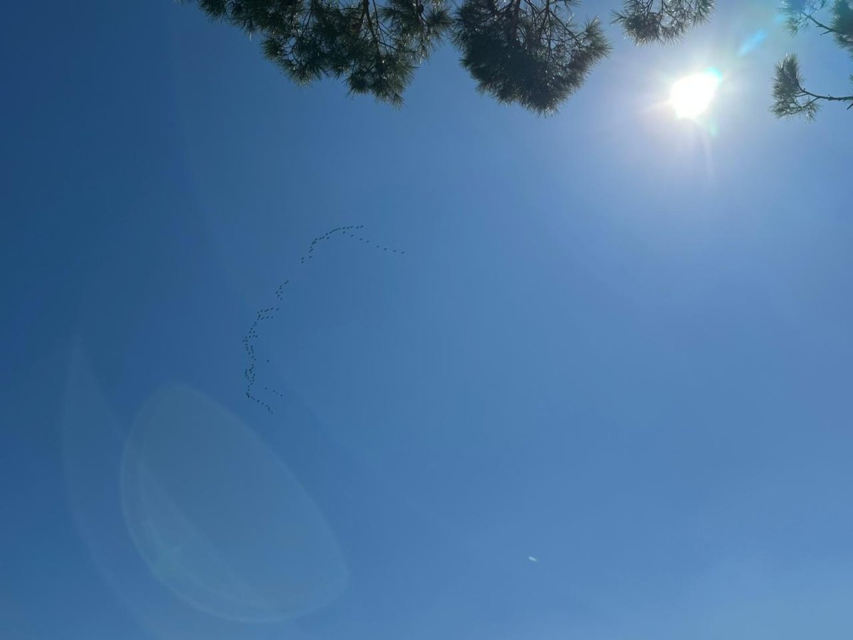 Good morning, #Lebanon ! A group of migrating birds passing over Homat Alhima Mount Lebanon Luc Hoffmann Center in Kayfoun - Mount Lebanon. The photographer Ihab Molaeb captured their beauty in snapshots.