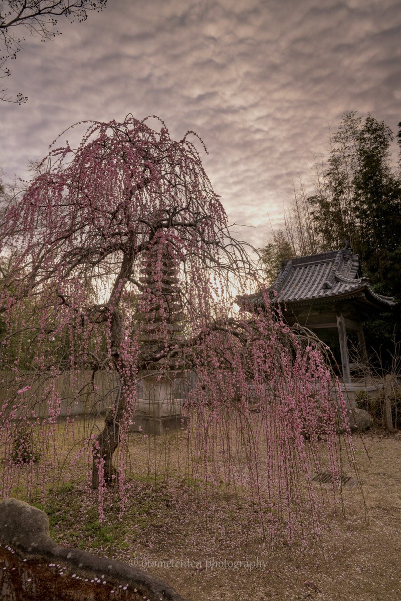 #alpha_newgeneration
#art_of_japan_
#bestjapanpics
#bestphoto_japan
#daily_photo_jpn
#histrip_japan
#Japan_Daytime_View
#japan_great_view
#Love_bestjapan 
#photojapan
#raw_japan
#raw_tokyo
#shikokucameraclub 
#tokyocameraclub
#visitjapanjp
#円明院
#広がり同盟
#東京カメラ部