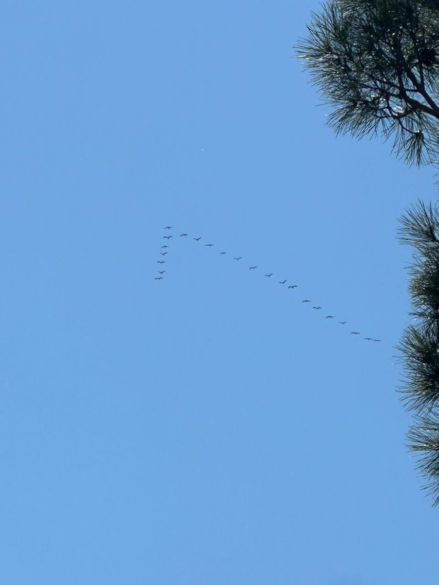 Good morning, #Lebanon ! A group of migrating birds passing over Homat Alhima Mount Lebanon Luc Hoffmann Center in Kayfoun - Mount Lebanon. The photographer Ihab Molaeb captured their beauty in snapshots.