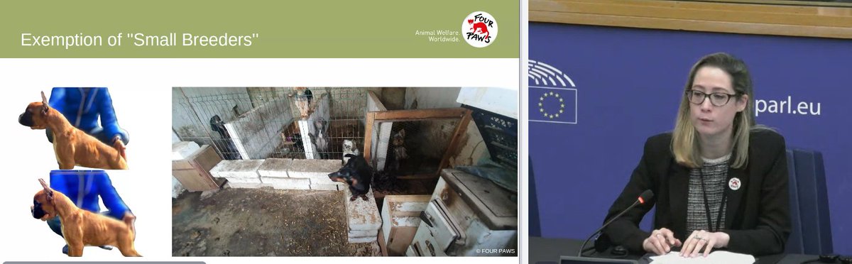 Great intervention from @Georgia_Diamant (@FOURPAWSeurope) on the new proposal for the protection of cats & dogs. 👏 ✅ Great news for #animalwelfare + reflects the calls to address illegal pet trade ❌ Smaller breeders are excluded ❌ Traceability does not extend to all pets
