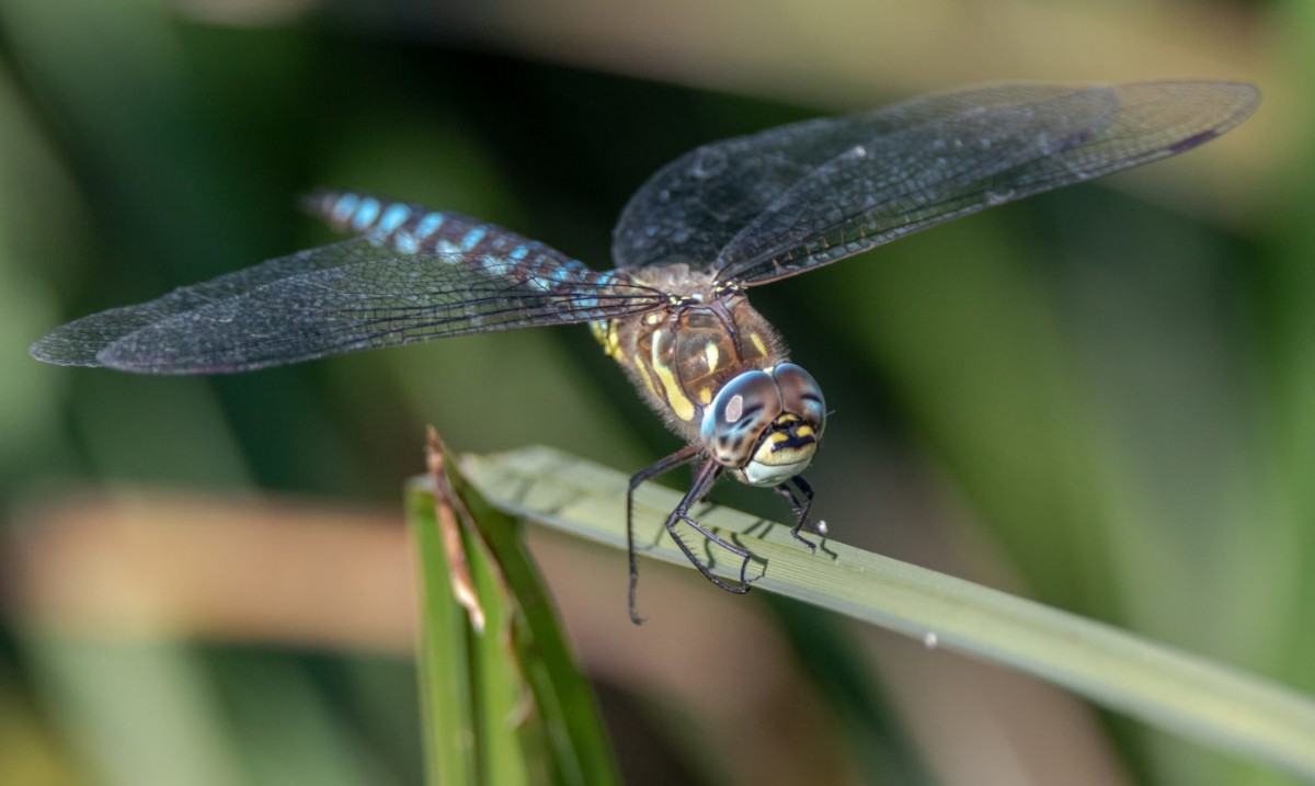 Explore the tiny world of #insects with our Discover Insects pages. Inspire young minds and join us in revealing the wonders of #InsectScience! 🐜🔍 

insectweek.org/discover-insec… 

#Entomology #Ecology #Biology #Recording #Education #Learning #Resources