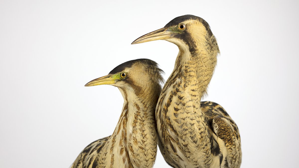 DanielAndClara's tweet photo. Contemporary Artists & Birdwatching 🦉
Join us for this free online event with artists making work about birds & birdwatching!
We'll be sharing our own project alongside 3 super inspiring artists @andyholden_GM #MarcusCoates @HannaTuulikki 🦜
Book here: https://t.co/GYUQdnVFXo https://t.co/cFdQ6xk5ra